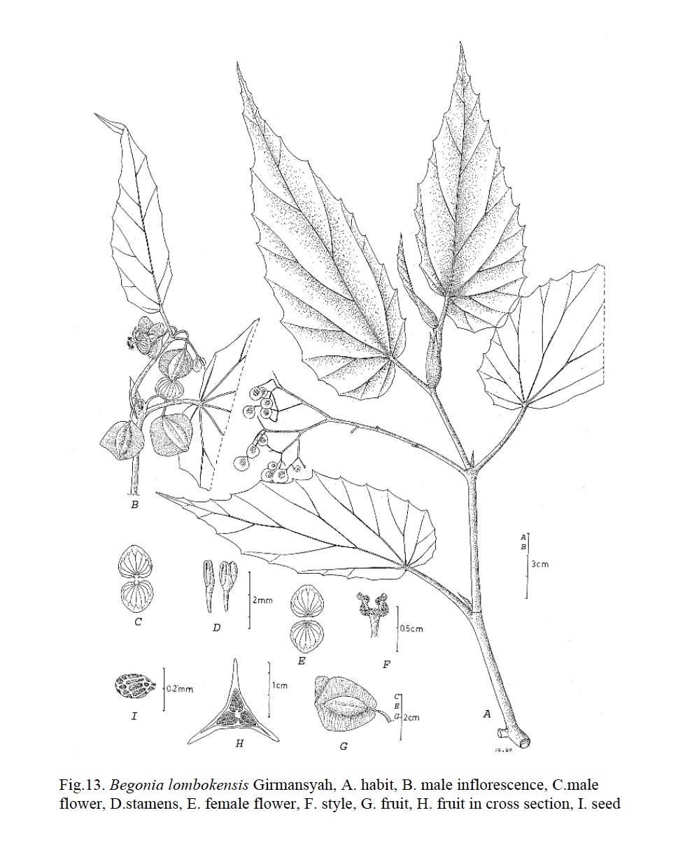 B. lombokensis